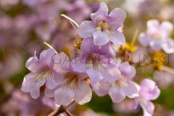 Paulownia omszona, cesarska - Paulownia tomentosa