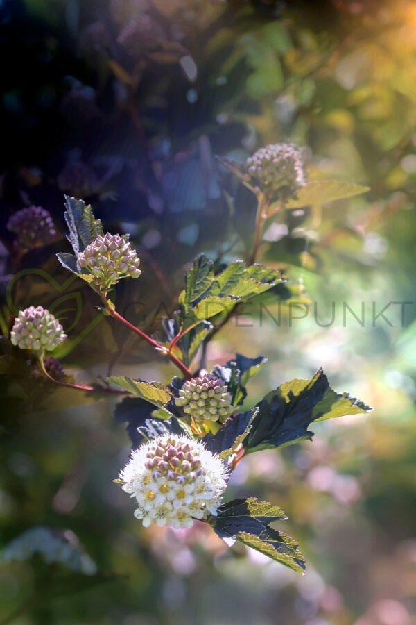 Pęcherznica kalinolista Schuch - Physocarpus opulifolius