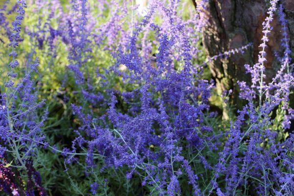 Perowskia łobodolistna Blue Spire - Perovskia atriplicifolia
