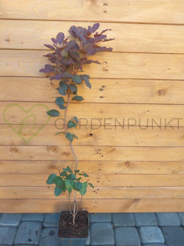 Perukowiec podolski Royal Purple - Cotinus coggygria - obrazek 2