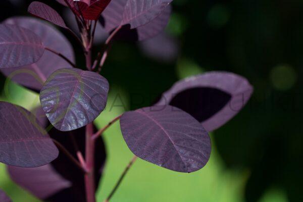 Perukowiec podolski Royal Purple - Cotinus coggygria