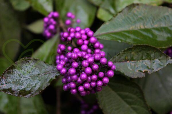 Pięknotka Bodiniera Profusion - Callicarpa bodinieri
