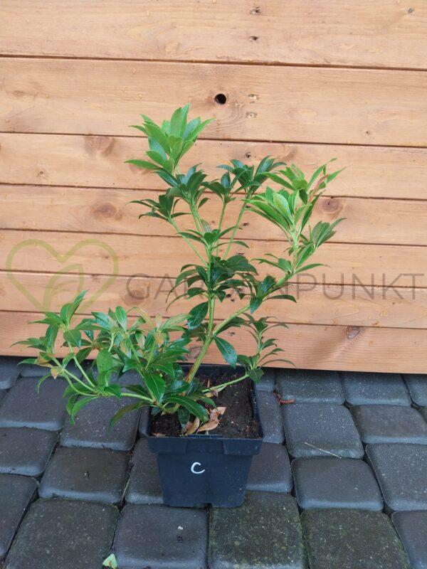 Pieris Cupido - Pieris - obrazek 2