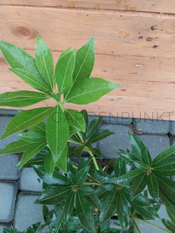 Pieris Cupido - Pieris