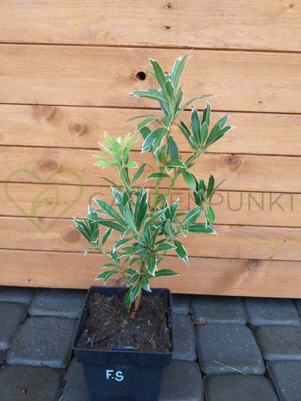 Pieris Flaming Silver - Pieris - obrazek 2