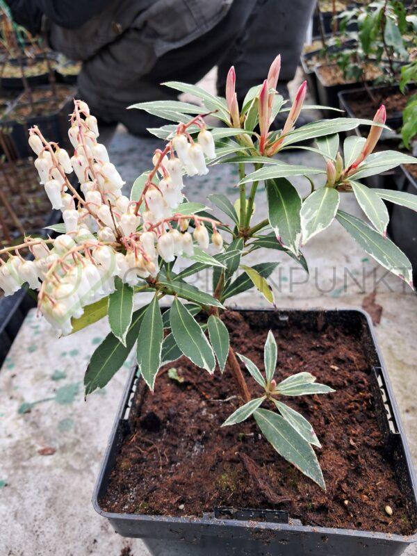 Pieris Variegata - Pieris - obrazek 2