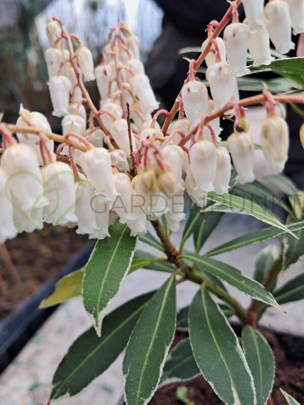 Pieris Variegata - Pieris