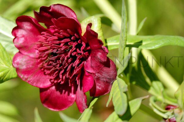 Piwonia drzewiasta Black - Paeonia x suffruticosa