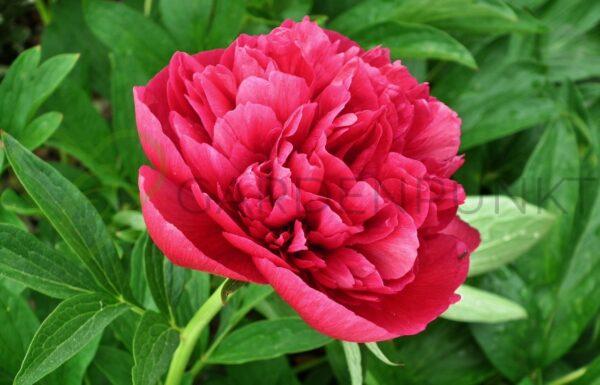 Piwonia drzewiasta Red - Paeonia x suffruticosa