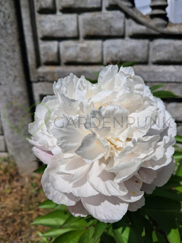 Piwonia drzewiasta White - Paeonia x suffruticosa