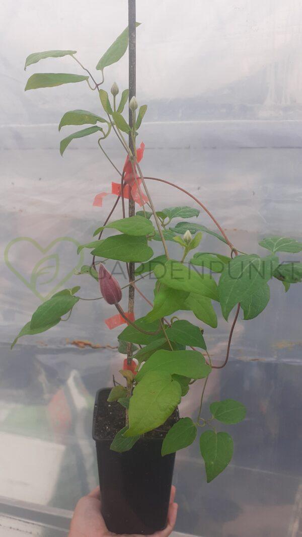 Powojnik „Faun” 'Evipo108' PBR - Clematis - obrazek 2