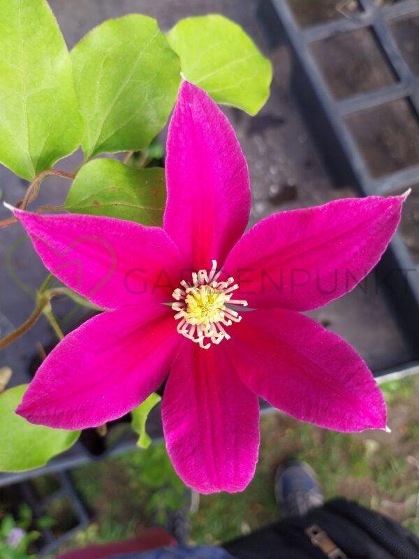 Powojnik BOULEVARD „Acropolis” 'Evipo078' PBR - Clematis