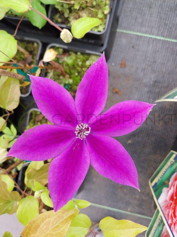 Powojnik BOULEVARD „Olympia” 'Evipo099' PBR - Clematis