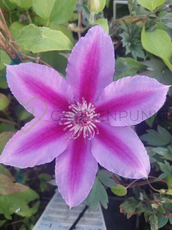 Powojnik BOULEVARD „Triomphe 'Evipo117' PBR - Clematis
