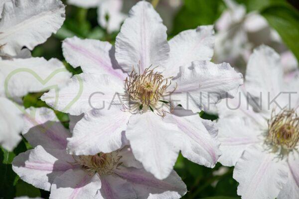 Powojnik „Faun” 'Evipo108' PBR - Clematis