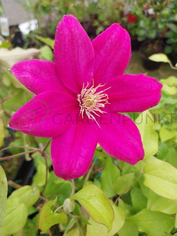 Powojnik GARLAND „Alita” 'Evipo070' PBR - Clematis