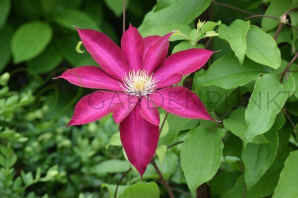 Powojnik GARLAND „Gina” 'Evipo092' PBR - Clematis