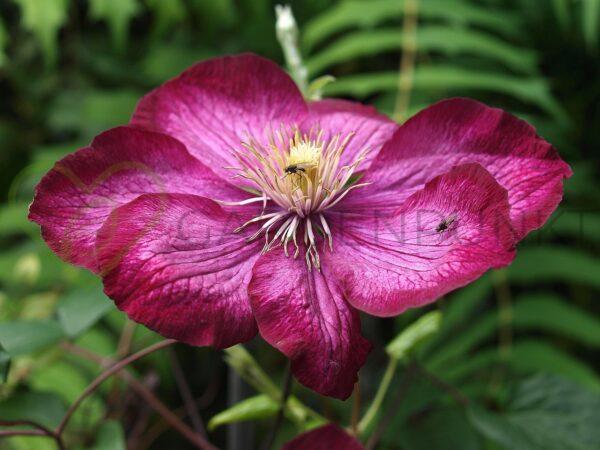 Powojnik GARLAND „Hisako” 'Evipo087' PBR - Clematis