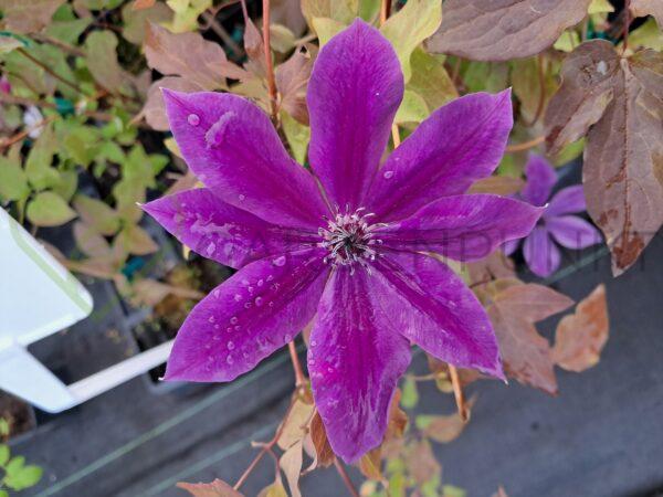 Powojnik GARLAND „Masa” 'Evipo089' PBR - Clematis