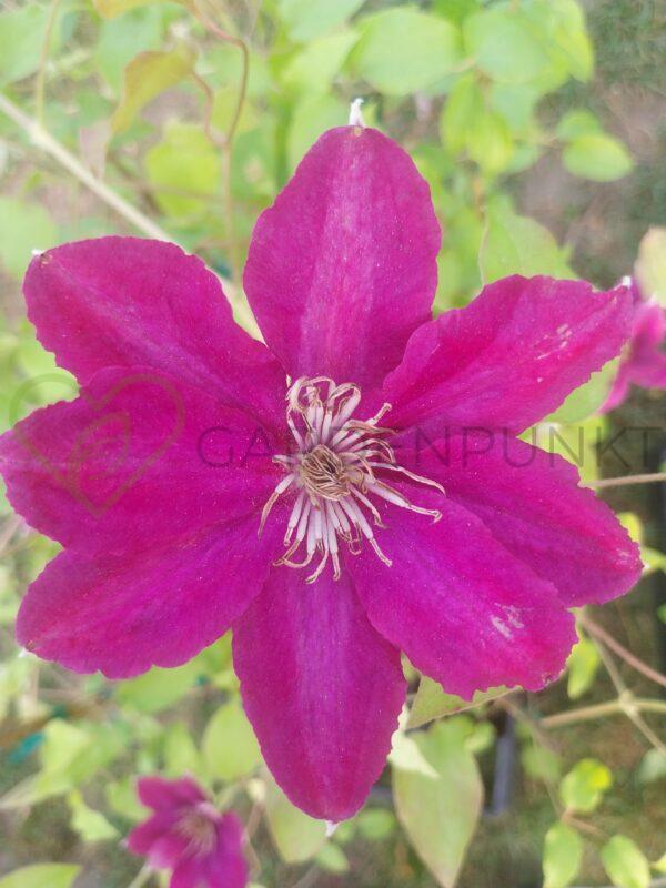Powojnik GARLAND „Reiko” 'Evipo088' PBR - Clematis