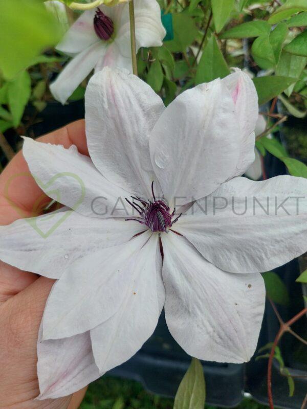 Powojnik GARLAND „Tsukiko” 'Evipo110' PBR - Clematis