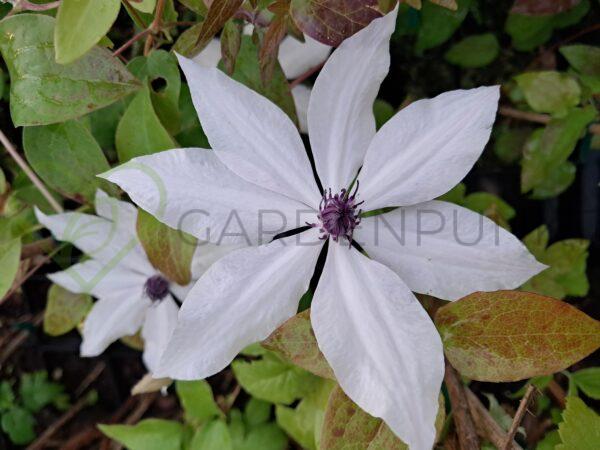 Powojnik GARLAND „Tsukiko” 'Evipo110' PBR - Clematis - obrazek 2