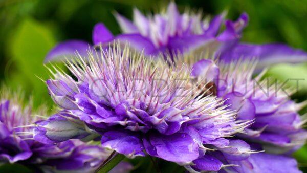 Powojnik REGAL „Diamantina” 'Evipo038' PBR - Clematis