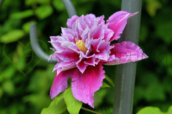 Powojnik REGAL „Empress” 'Evipo011' PBR - Clematis