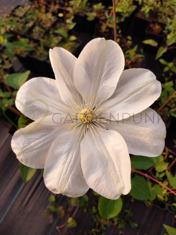Powojnik wielkokwiatowy Guernsey Cream - Clematis