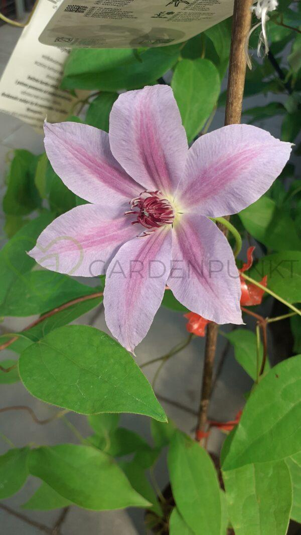 Powojnik wielkokwiatowy Jan Paweł II - Clematis