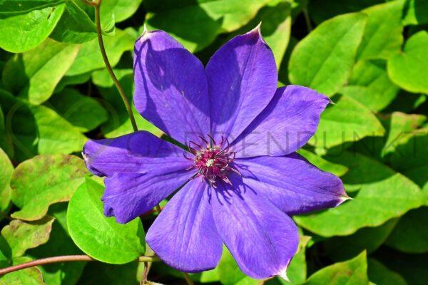 Powojnik wielkokwiatowy Mrs Cholmondeley - Clematis