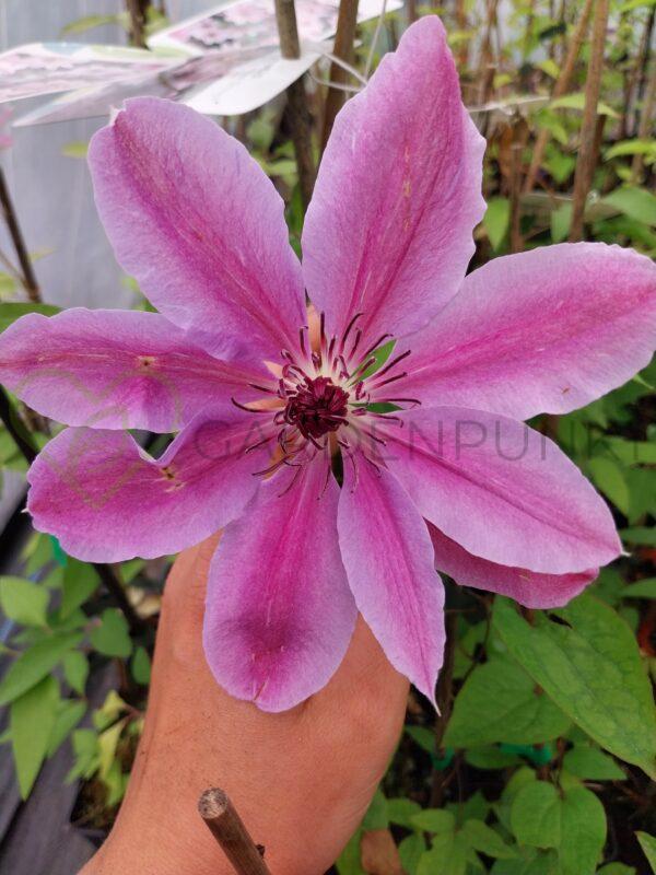 Powojnik wielkokwiatowy Nelly Moser - Clematis