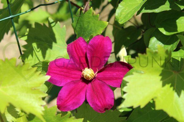 Powojnik wielkokwiatowy Warszawska Nike - Clematis