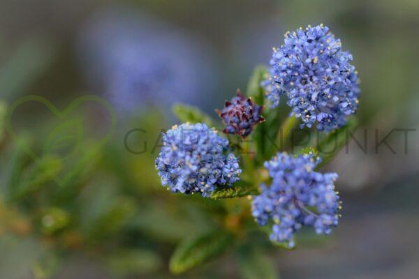 Prusznik Delilea Gloire de Versailles - Ceanothus x delilianus