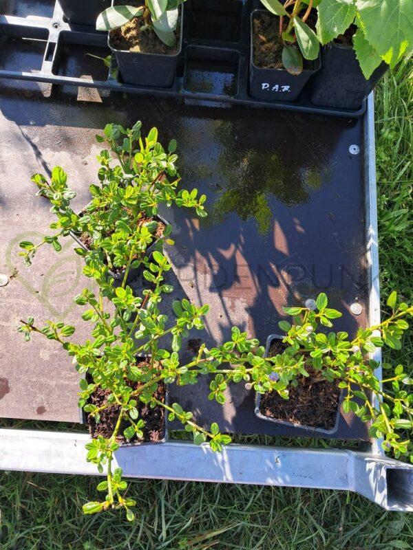 Prusznik niebieski Victoria - Ceanothus impressus - obrazek 2