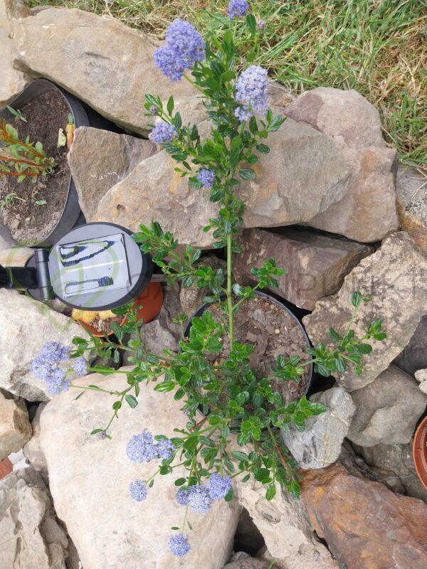 Prusznik niebieski Victoria - Ceanothus impressus
