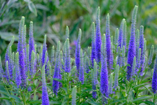 Przetacznik kłosowy Royal Candles - Veronica spicata