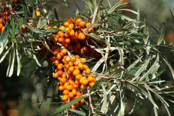 Rokitnik pospolity Botaniczeskaja żeńska - Hippophae rhamnoides