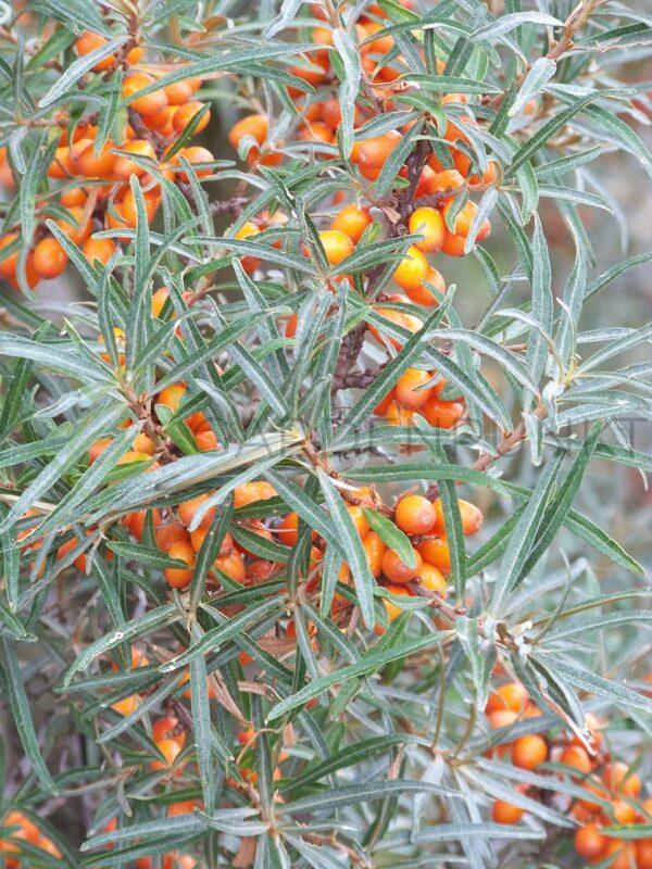 Rokitnik pospolity Freisdorfer Orange samopylny - Hippophae rhamnoides