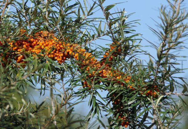 Rokitnik pospolity Luchistaja żeńska - Hippophae rhamnoides