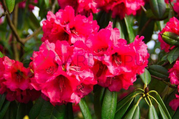 Różanecznik Bengal - Rhododendron