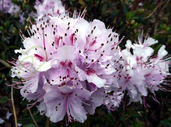 Różanecznik Calsap - Rhododendron