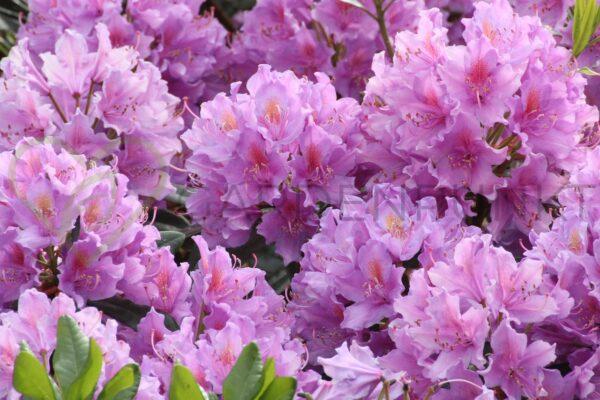 Różanecznik Caroline Allbrook - Rhododendron
