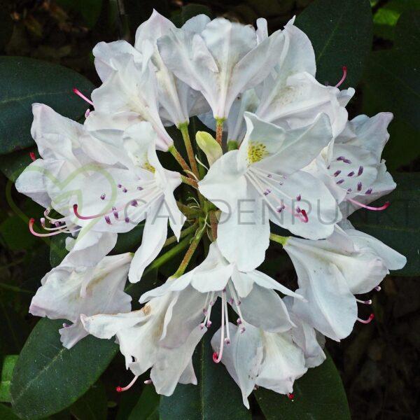 Różanecznik Cunningham's White - Rhododendron