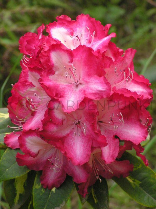 Różanecznik Hachmann's Charmant - Rhododendron