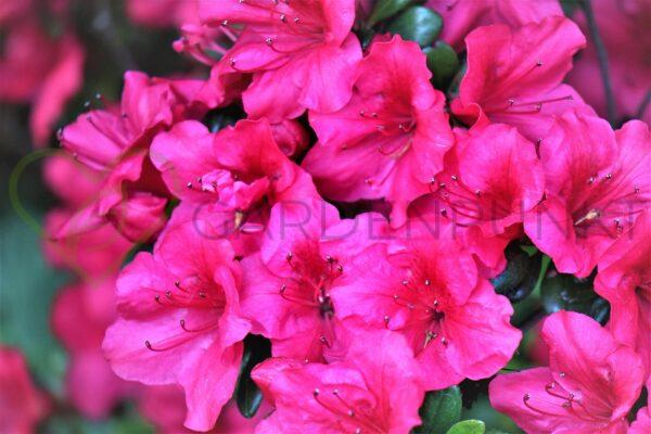 Różanecznik Pearce's American Beauty - Rhododendron