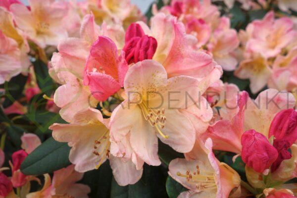 Różanecznik Percy Wiseman - Rhododendron