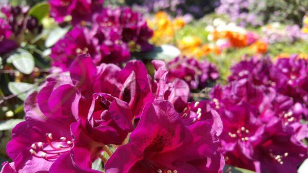 Różanecznik Polarnacht - Rhododendron