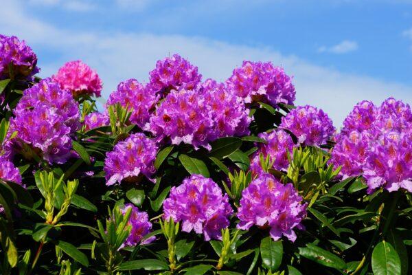 Różanecznik Rasputin - Rhododendron