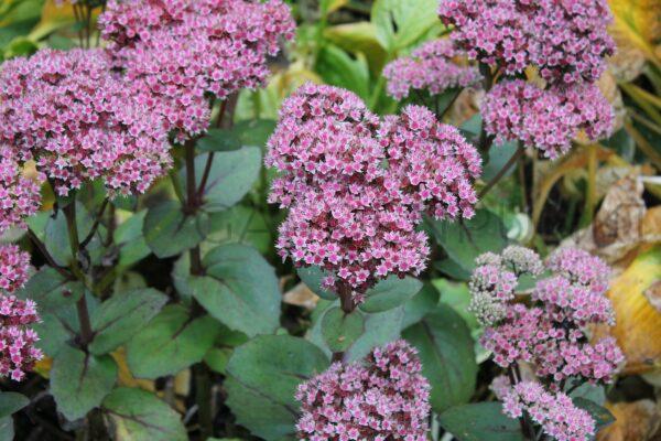 Rozchodnikowiec okazały, rozchodnik Brillant - Sedum spectabile